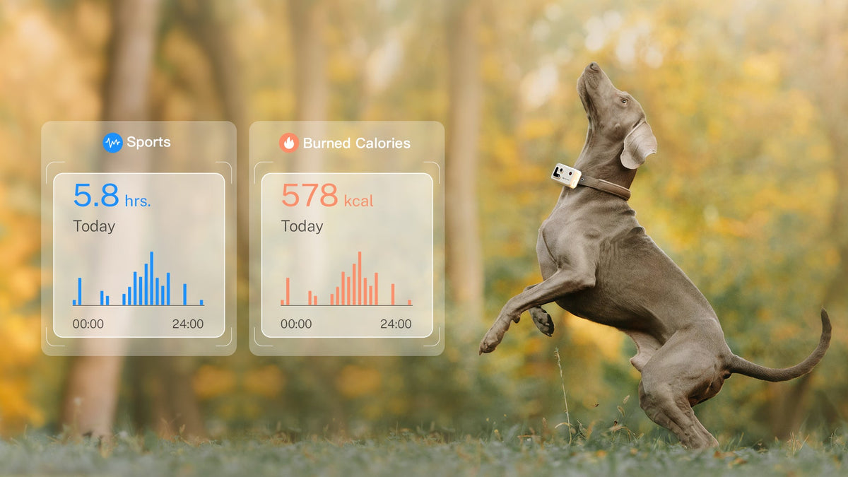 EnaBot Rola PetTracker - lokalizator dla psów z wbudowana kamerą granatowy