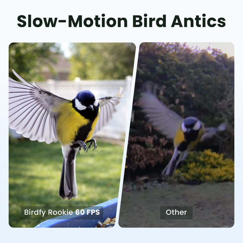 Birdfy Feeder Rookie - karmnik dla ptaków z kamerą