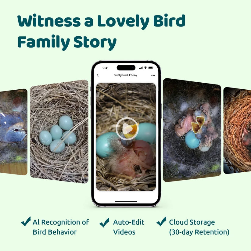 Birdfy House Ebony - inteligentny domek lęgowy z kamerą i panelem słonecznym