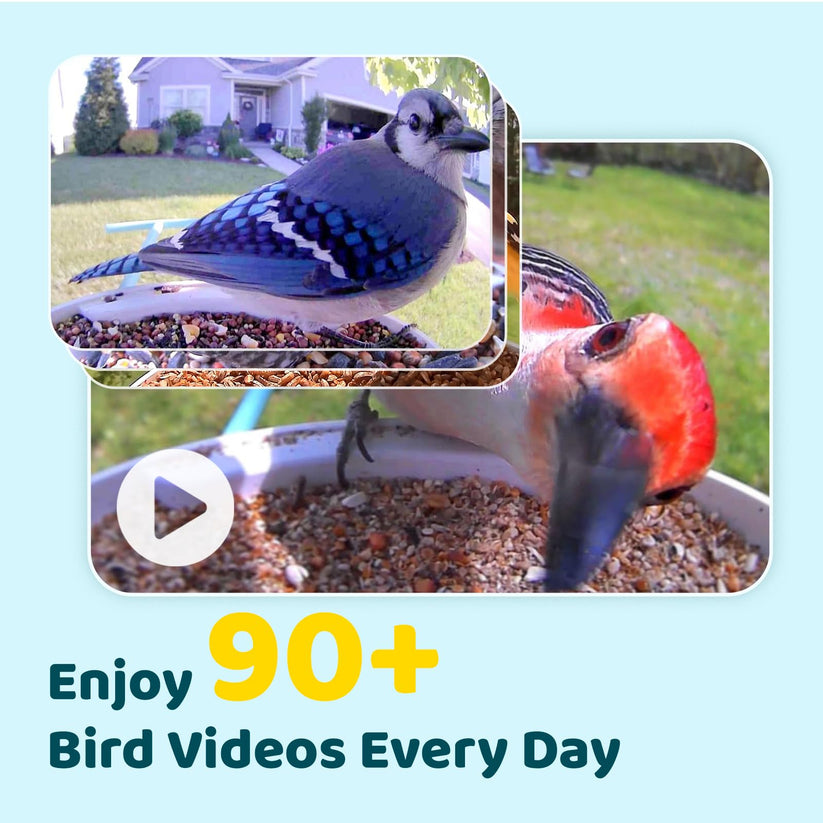 Birdfy Feeder z panelem słonecznym – karmnik z kamerą i AI