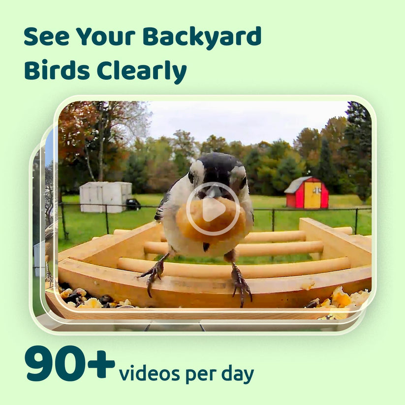 Birdfy Feeder Bamboo – stylowy, ekologiczny karmnik z kamerą i AI